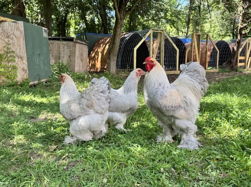 Isabel brahma hatching eggs - isabel,