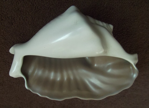 Poole shell across - , (20cm)