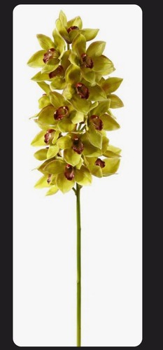 Realistic orchid cymbidium - realistic,