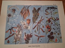 Macmillan Vintage Educational Poster 1930's No 73. Seed Travellers. E Aris