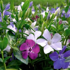 Vinca Minor Tricolour in 2L