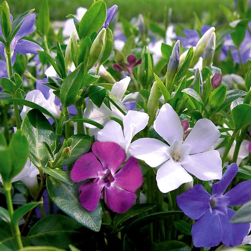 Vinca minor tricolour - minor,