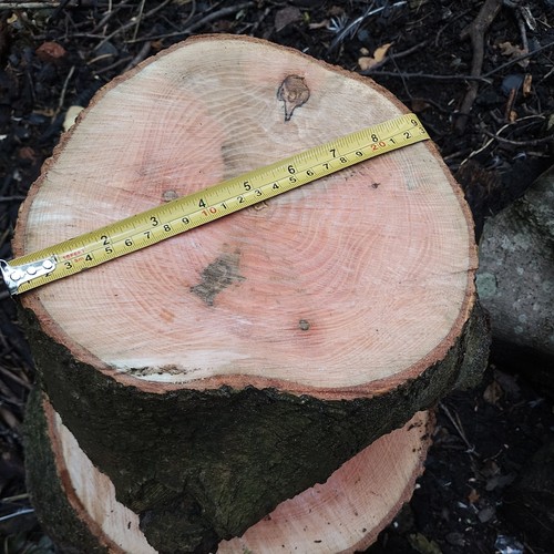 Ash wood chopping - block, heavy