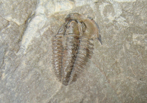 Cambrian trilobite fossil - trilobite,