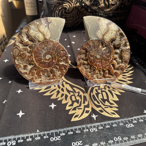 Ammonite cut and polished - polished, pair