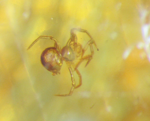 Pliocene amber kenya africa - pliocene,