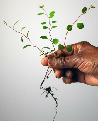 Muehlenbeckia