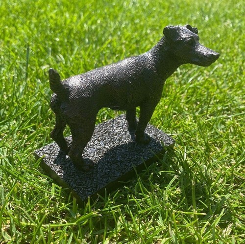 Jack russell terrier - terrier, dog