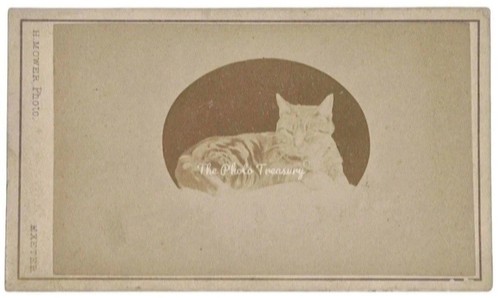 Cdv tabby cat - cdv,