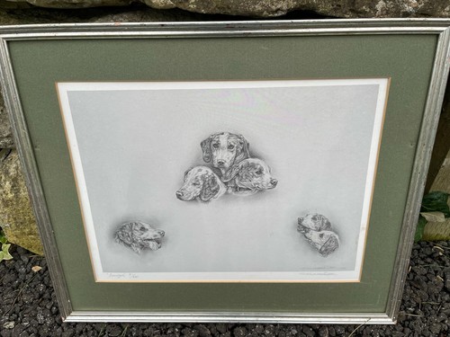 Beagle dog sketch - beagle, limited