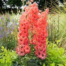 T&M Delphinium Red Lark Hardy Perennial Garden Flowers 1x 2 Litre Potted Plants