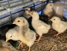 6 HENS Or CockerelsYou Decide