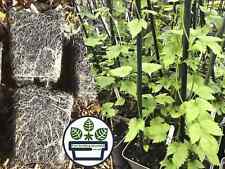 Hop Plants in Pots - Female - WIll Produce Hops - Single Plants - Plant Passport