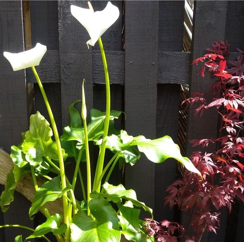 Zantedeschia aethiopica white - zantedeschia, aethiopica-"white