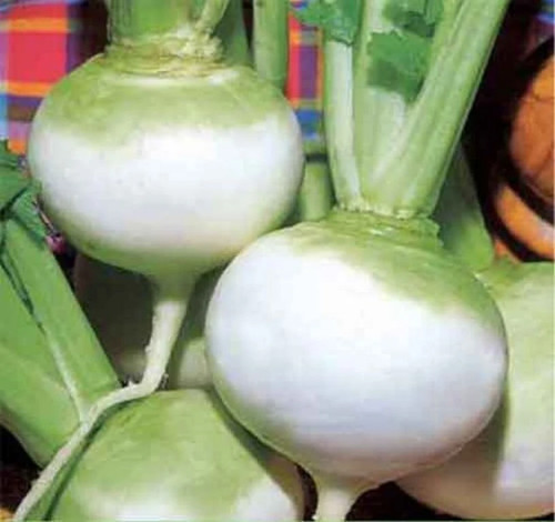 Vegetable turnip norfolk - vegetable,