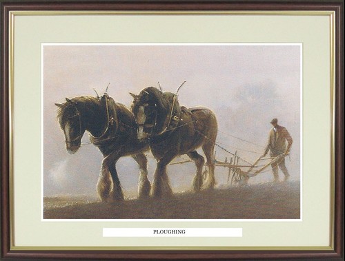 Shire horse framed print - framed,