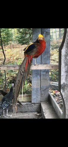 Red golden pheasant - golden,