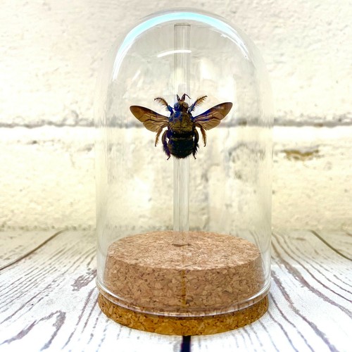 Golden carpenter bee - carpenter,