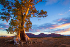 Eucalyptus camaldulensis (Red River Gum) Approx. 150 Seeds (0.02 g) •Garden Tree