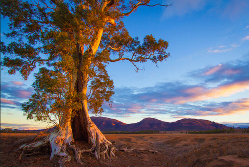 Eucalyptus camaldulensis red - eucalyptus, (red