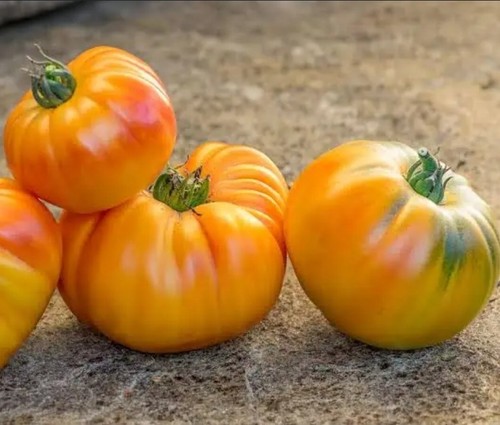 Tomato beefsteak stripey 10 - tomato,