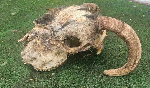 Sheep skull with horns - sheep,