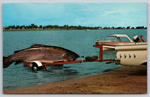 Giant fish trout - fish, boat