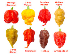 Worlds HOTTEST Chilli - 35