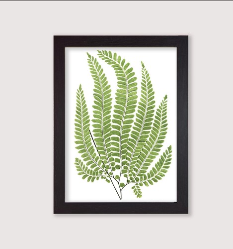 Framed botanical art print - botanical,