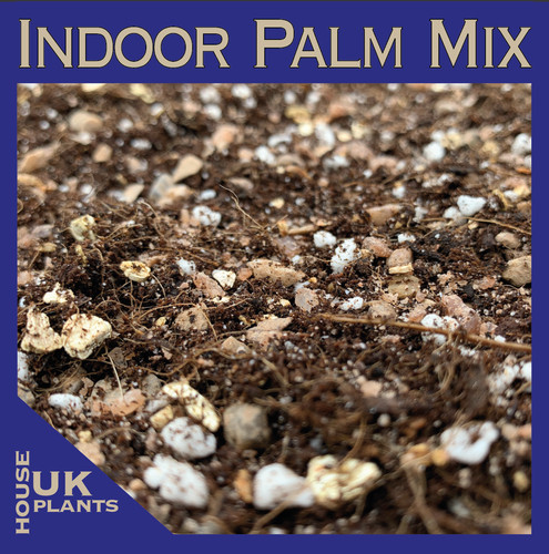 Indoor palm tree soil mix - indoor,