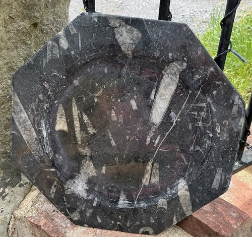 Orthoceras fossil marble - fossil,