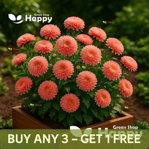 Dwarf aster thousand - -,
