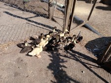 12 Duck Eggs  Pekin