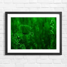 Vibrant Red Poppy With Purple