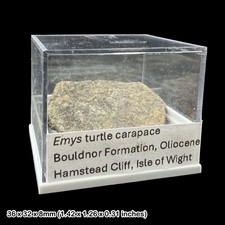 Emys Turtle Carapace Fossil