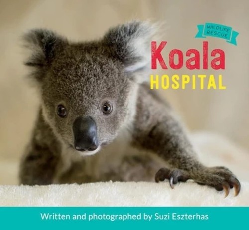 Koala hospital wildlife - koala,