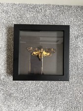 Death's Head Hawk Moth Mounted