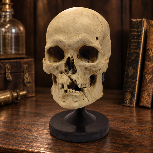 Large human skull replica - large,