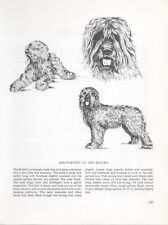 BRIARD VINTAGE 1963 PRINT SKETCH PAGE ARTIST BRIDGET OLERENSHAW