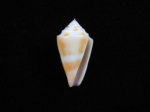 Sea shell conus mindanus 30mm - shell,