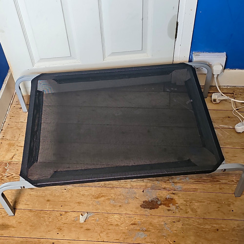 Raised portable mesh - raised, dog