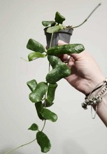 Hoya Rotundiflora Houseplant Pot 6cm