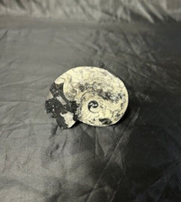 Polished Goniatite Fossil Devonian Ammonite 390M Years Old, Fast Uk Postage