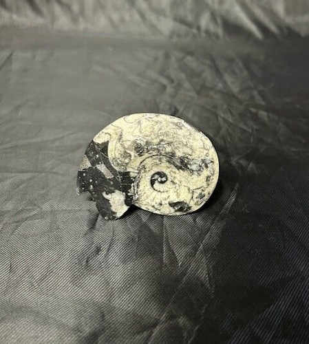 Polished goniatite fossil - polished,
