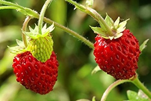 Strawberry wild garden - -,
