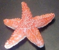 Papo Shellfish figure band