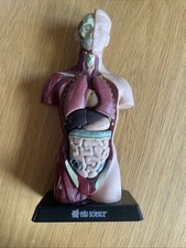 Edu Science Human Torso Anatomy Model 11" Tall Removable Organs 28cm Tall