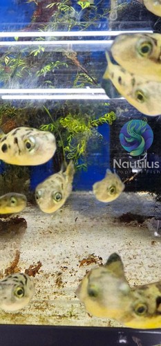 Dwarf pea puffer - dwarf,