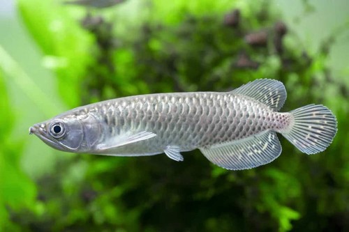 Arowana jardini live fish - fish, 5-6