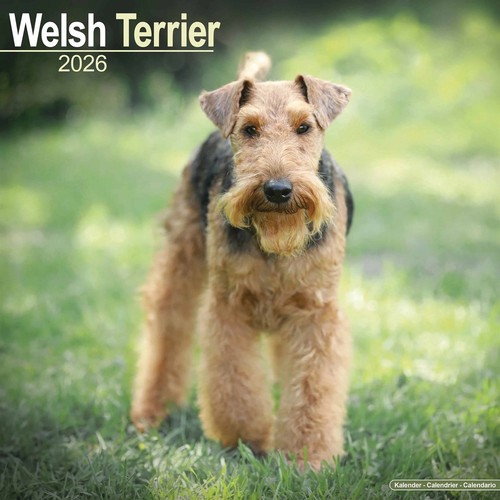 Welsh terrier calendar - terrier, 2026